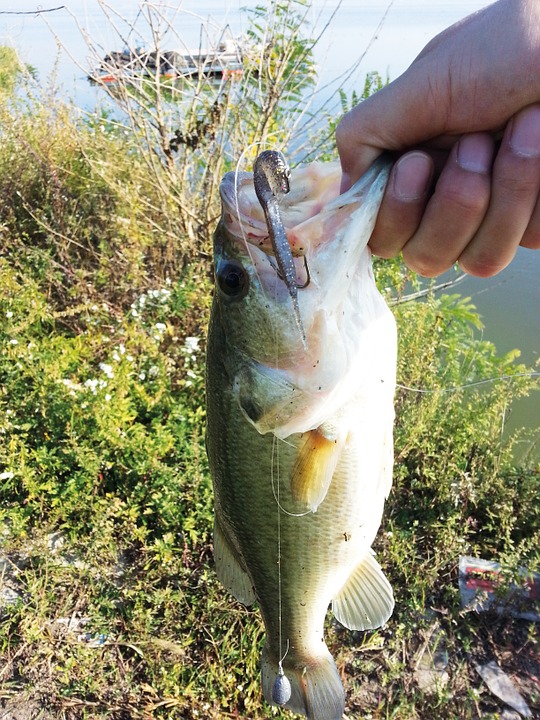 Fall finesse fishing for bass 