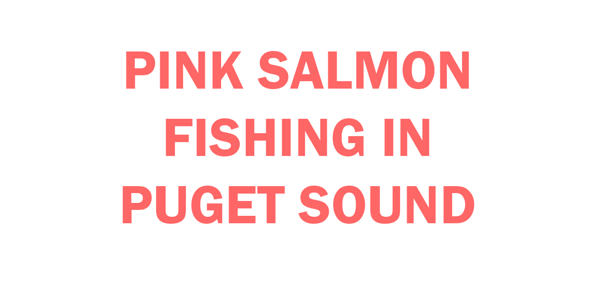 Pink salmon fishing in Puget Sound - Everything you need to know